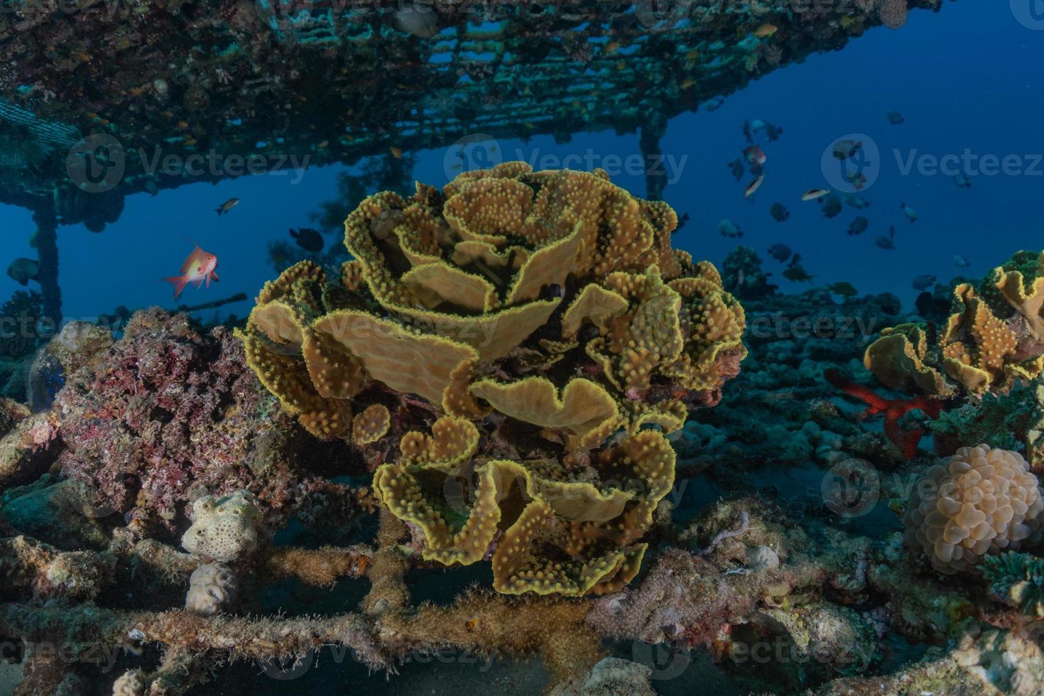 Coral reef and water plants in the Red Sea, Eilat Israel photo