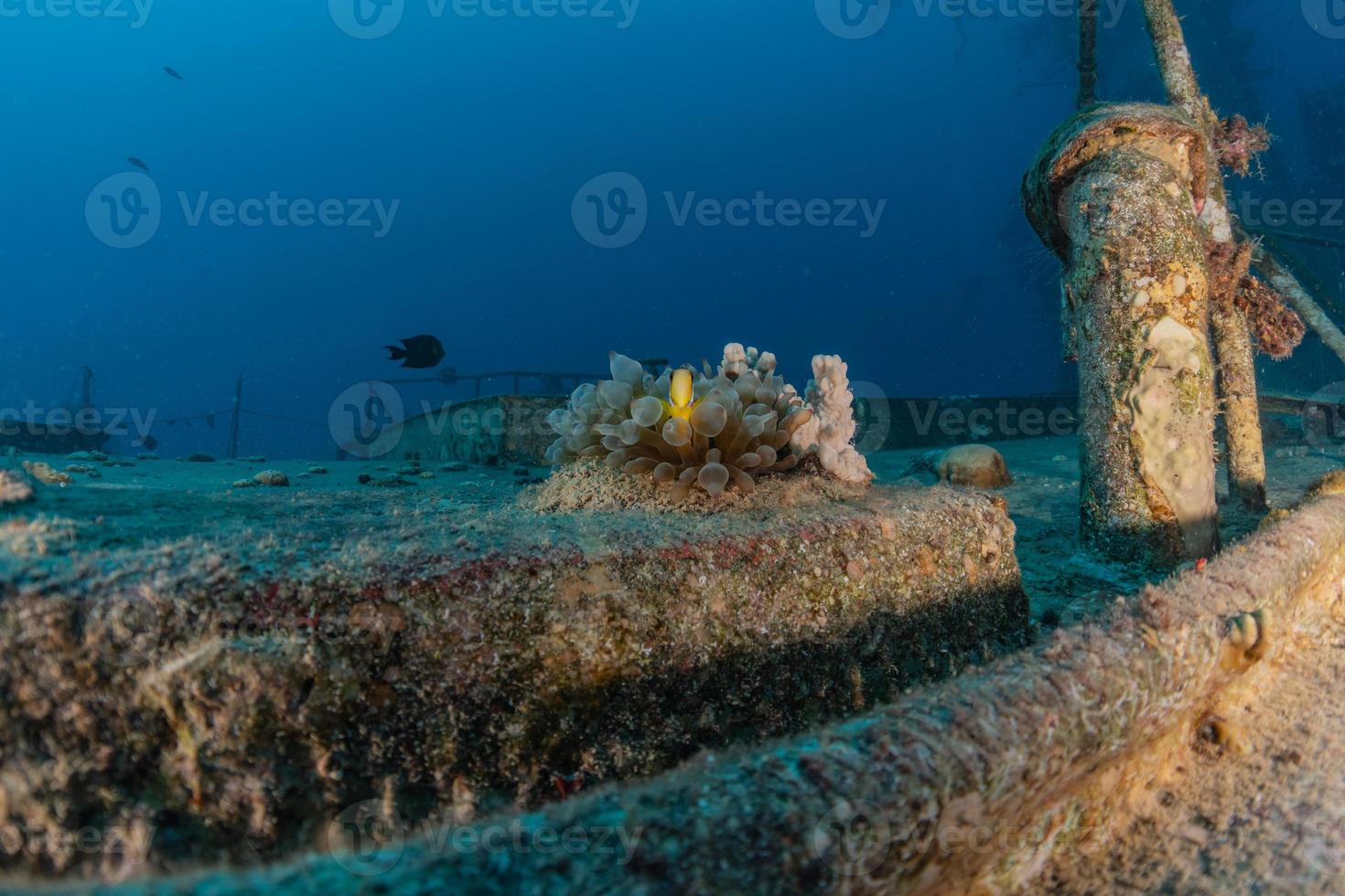 Coral reef and water plants in the Red Sea, Eilat Israel photo