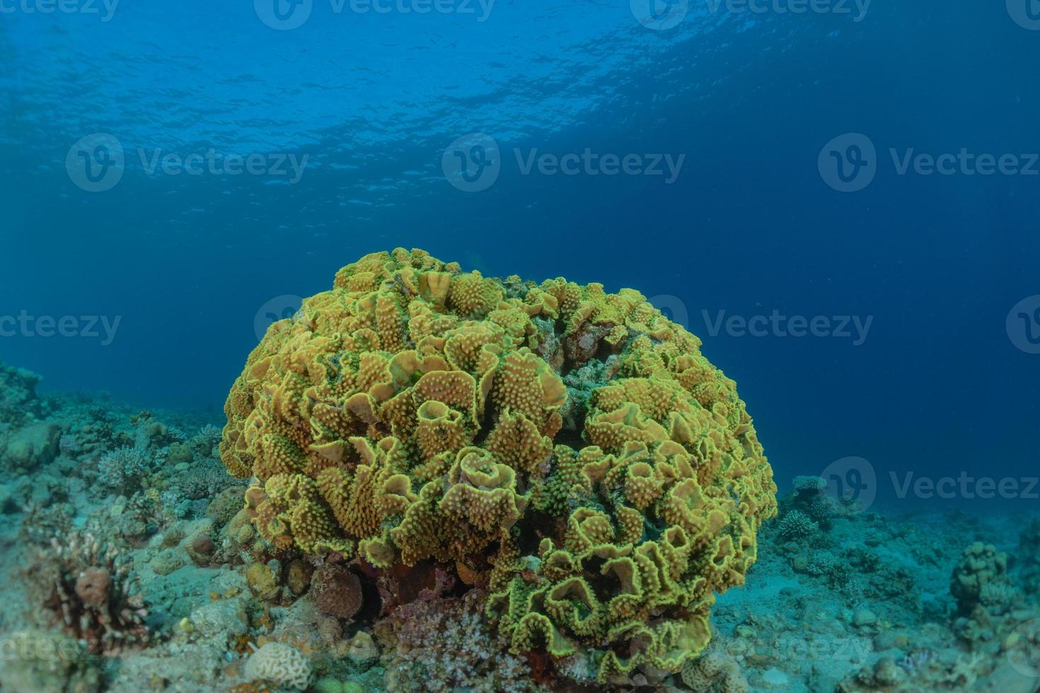 Arrecifes de coral y plantas acuáticas en el mar rojo, eilat israel foto