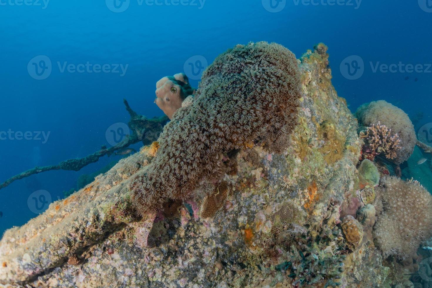 Coral reef and water plants in the Red Sea, Eilat Israel photo