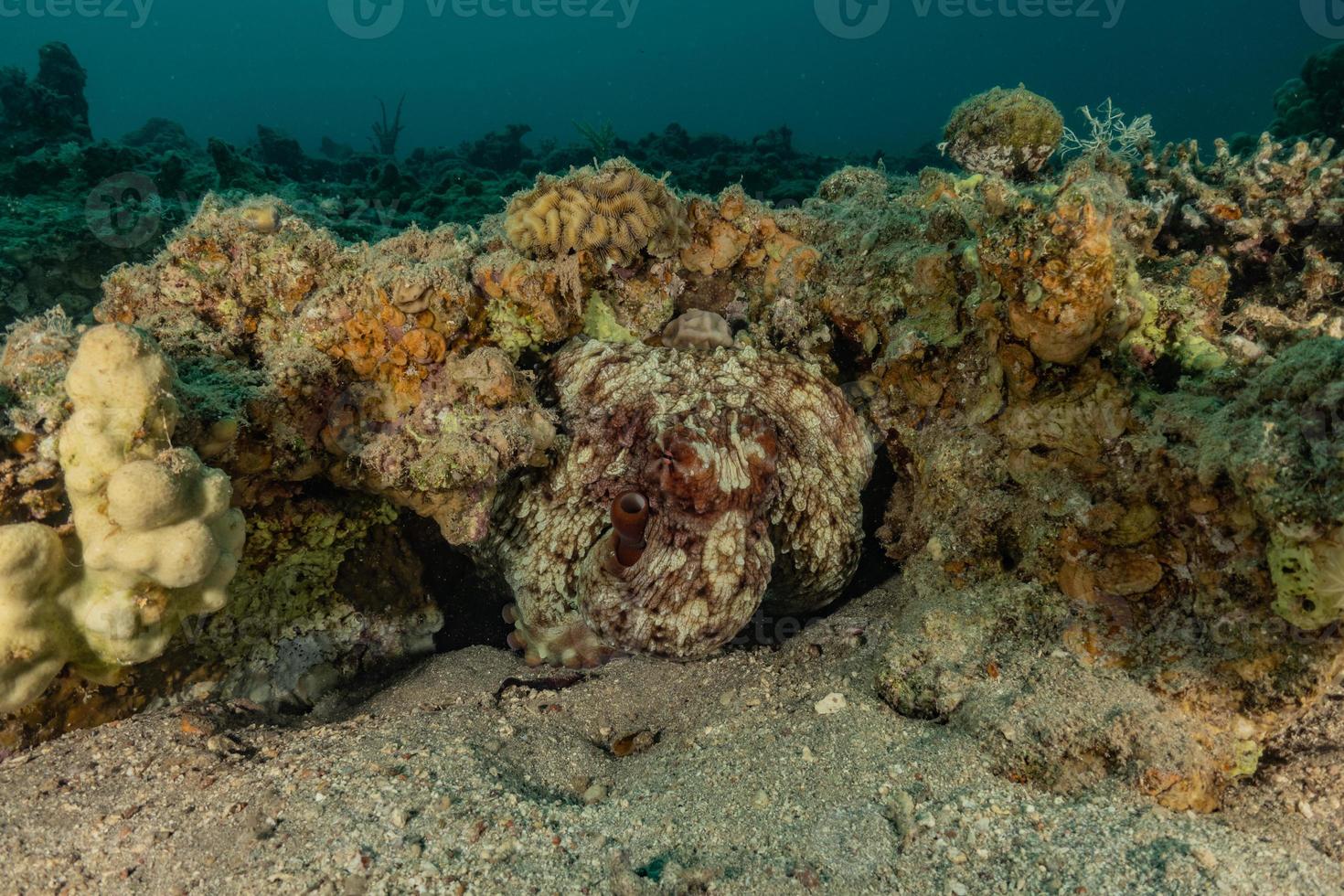 Coral reef and water plants in the Red Sea, Eilat Israel photo