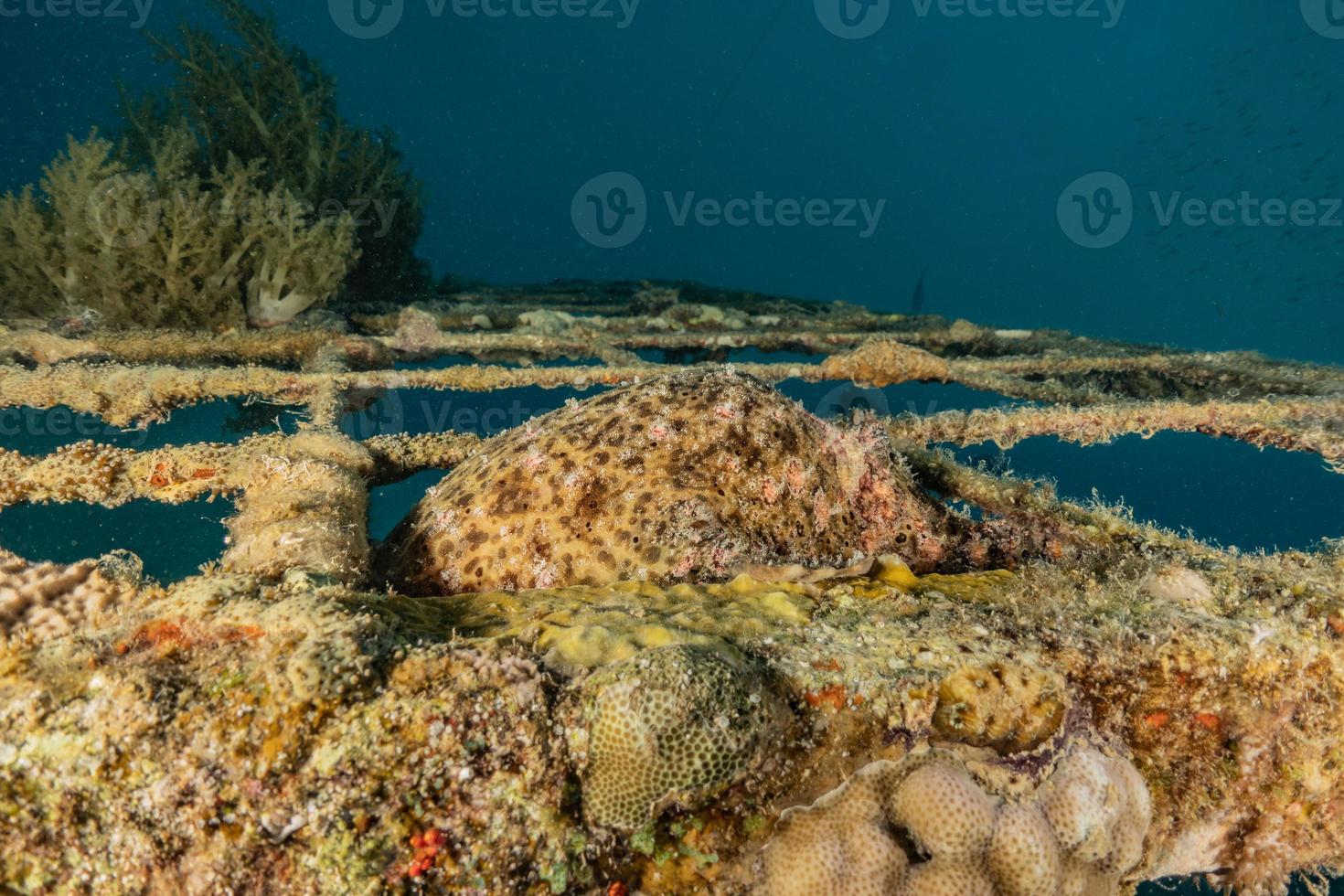 Coral reef and water plants in the Red Sea, Eilat Israel photo