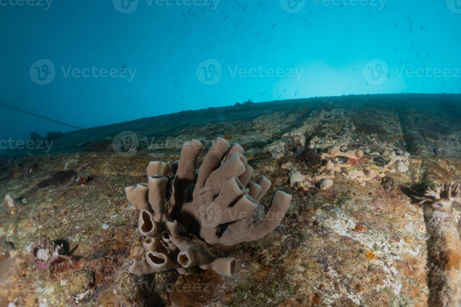 Coral reef and water plants in the Red Sea, Eilat Israel photo