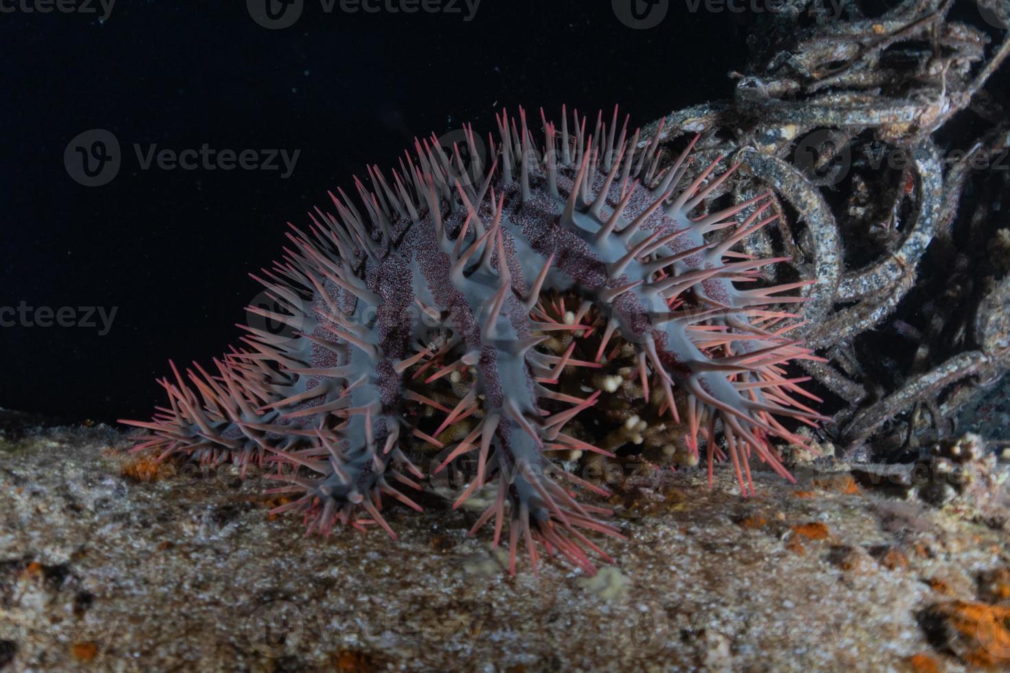 Coral reef and water plants in the Red Sea, Eilat Israel photo