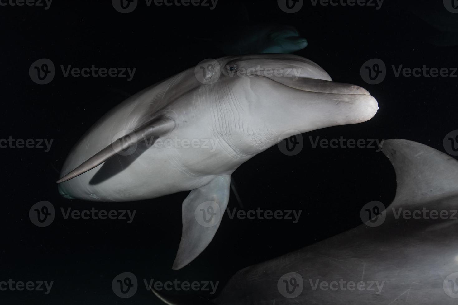 Dolphin swimming in the Red Sea, Eilat Israel photo