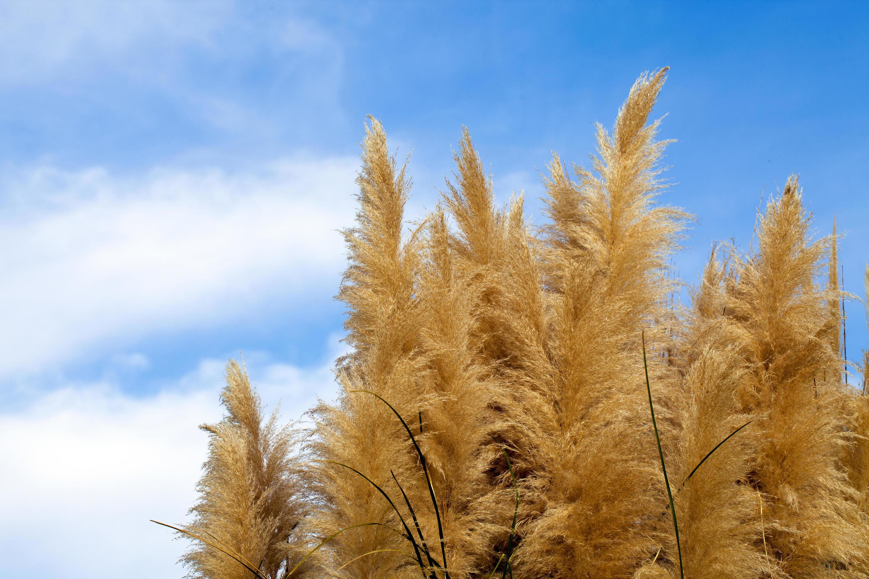 Beautiful Plant Reeds Flora in Nature Outdoor View 3196226 Stock Photo ...