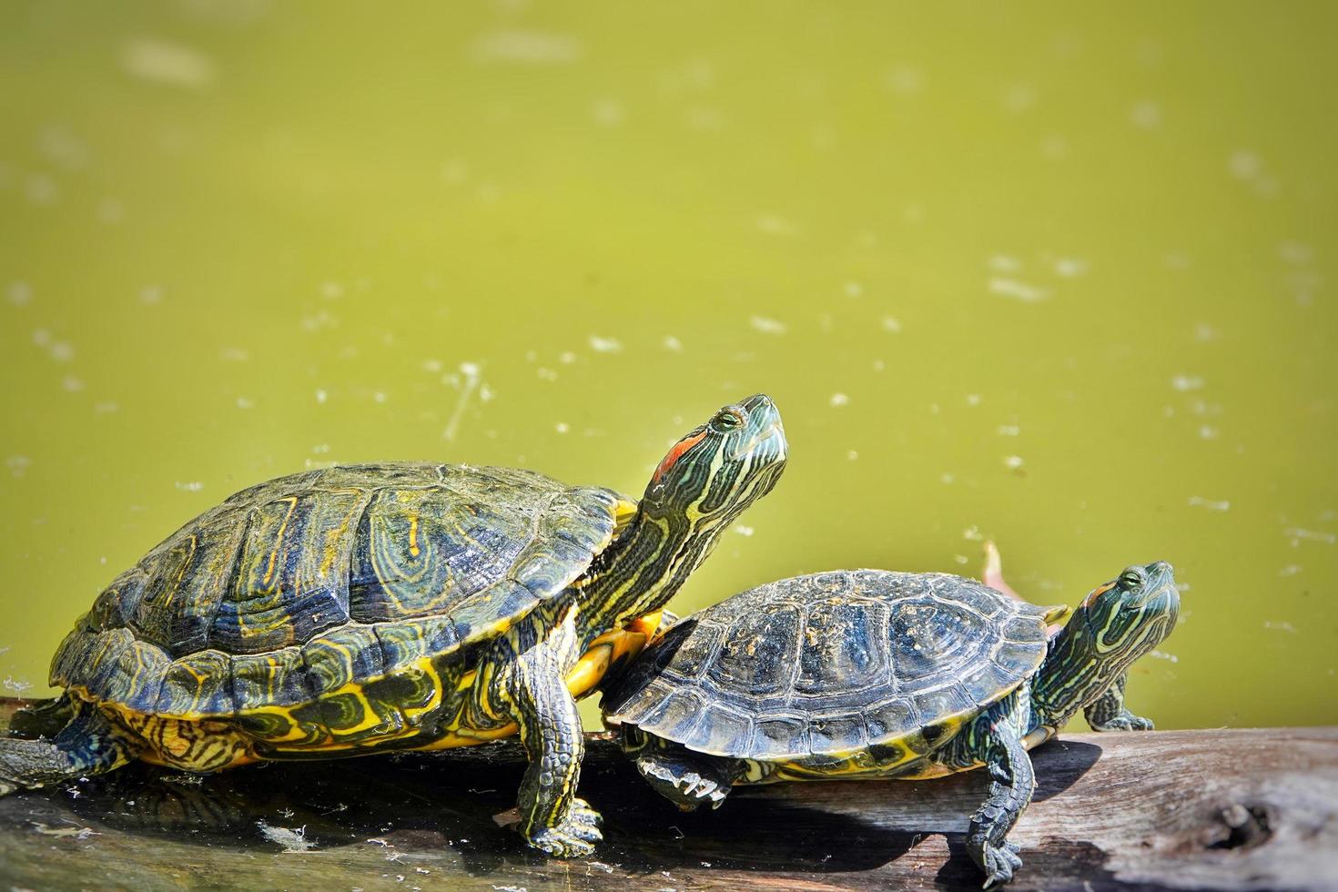 Turtle is on Green Lake Having Sunbath photo