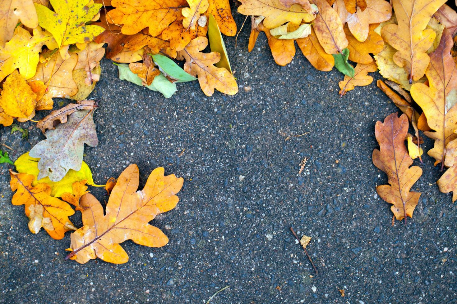 Autumn Fall Dry Leaves Seasonal Flora Concept photo