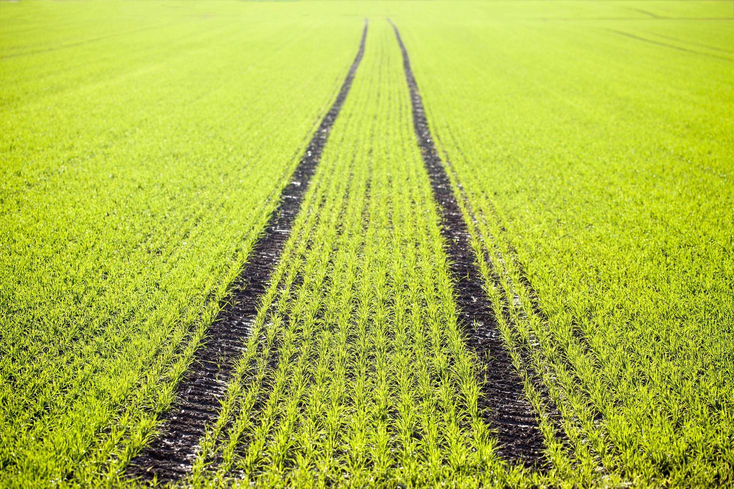 Green Farm Area Field in Nature photo