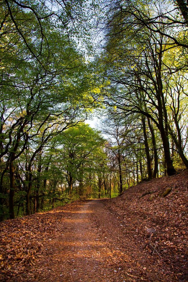 árboles en la naturaleza en el parque foto