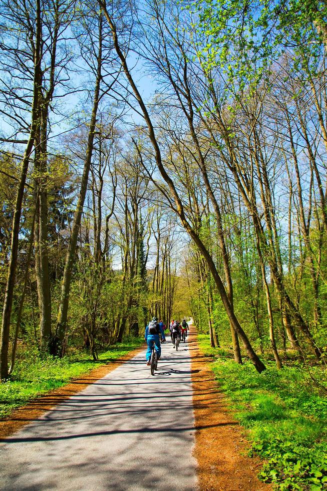 Trees in Nature in Park photo