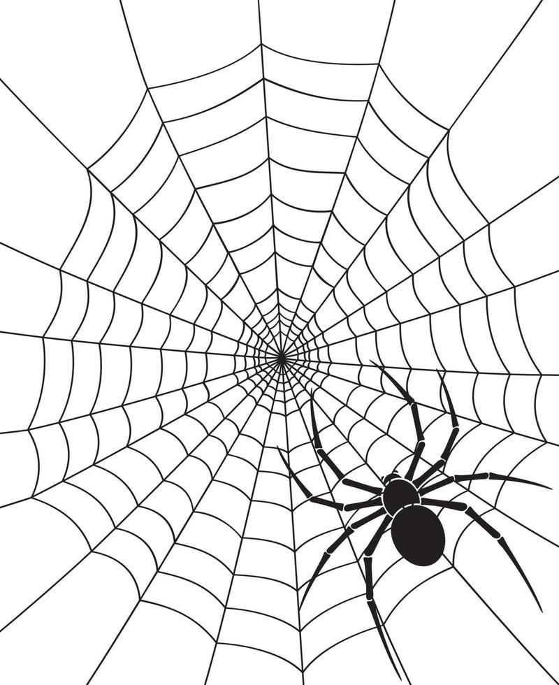 Spider And Web vector