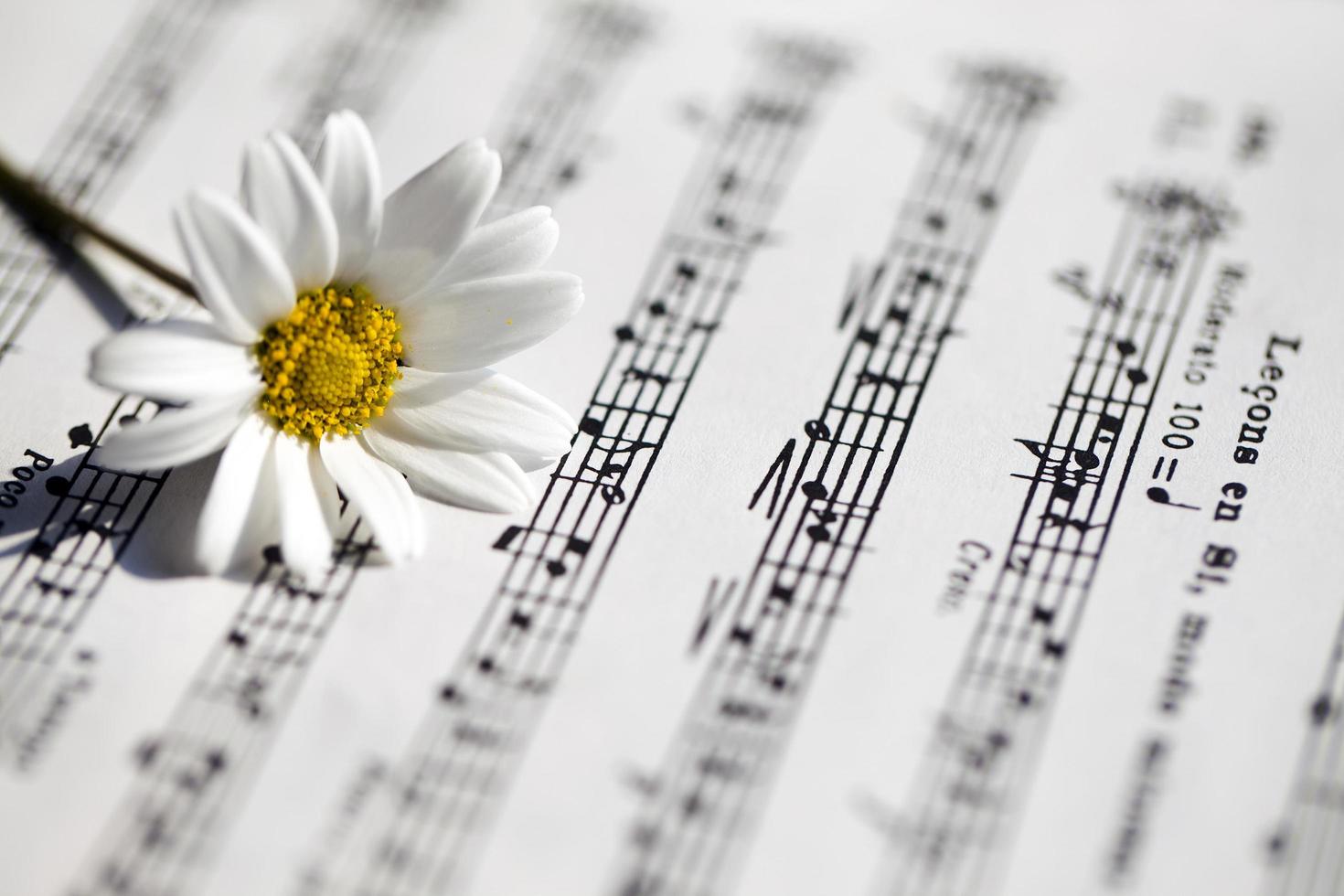 Flower Flora Daisy and Music Notes Sheets photo