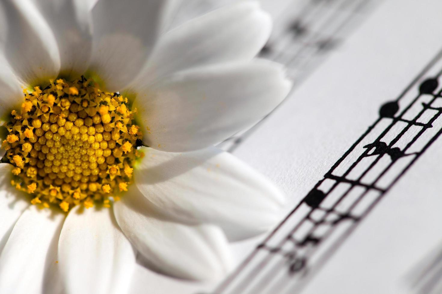 Flower Flora Daisy and Music Notes Sheets photo