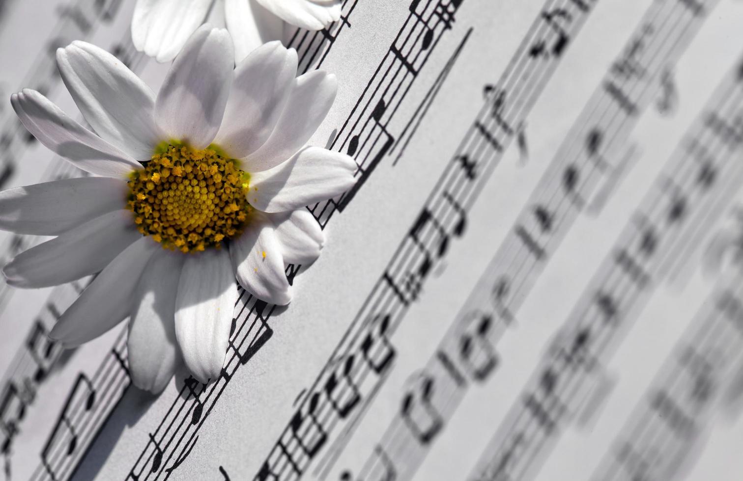 Flower Flora Daisy and Music Notes Sheets photo