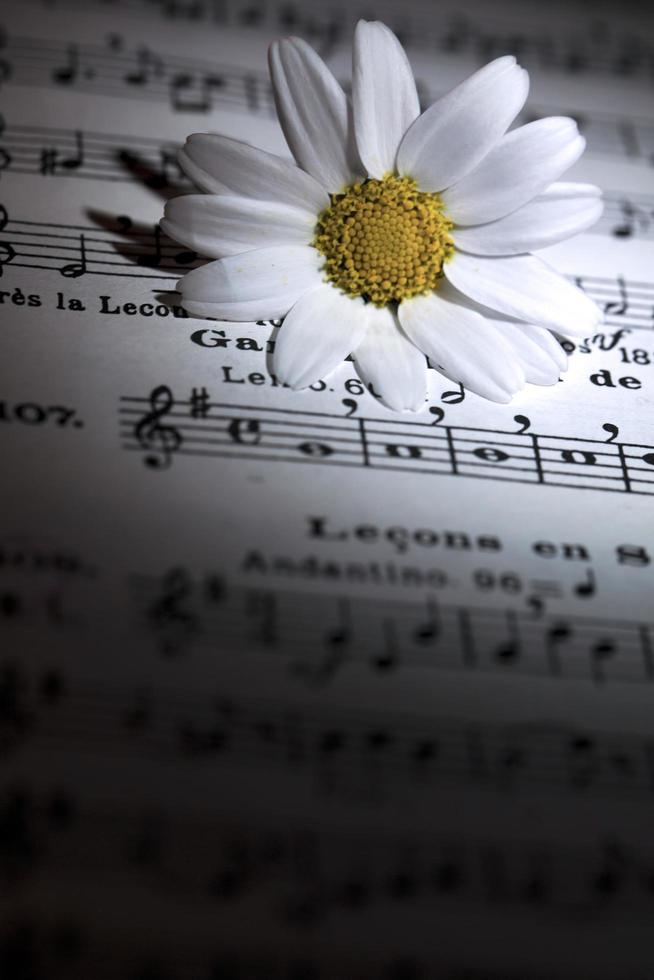 Flower Flora Daisy and Music Notes Sheets photo