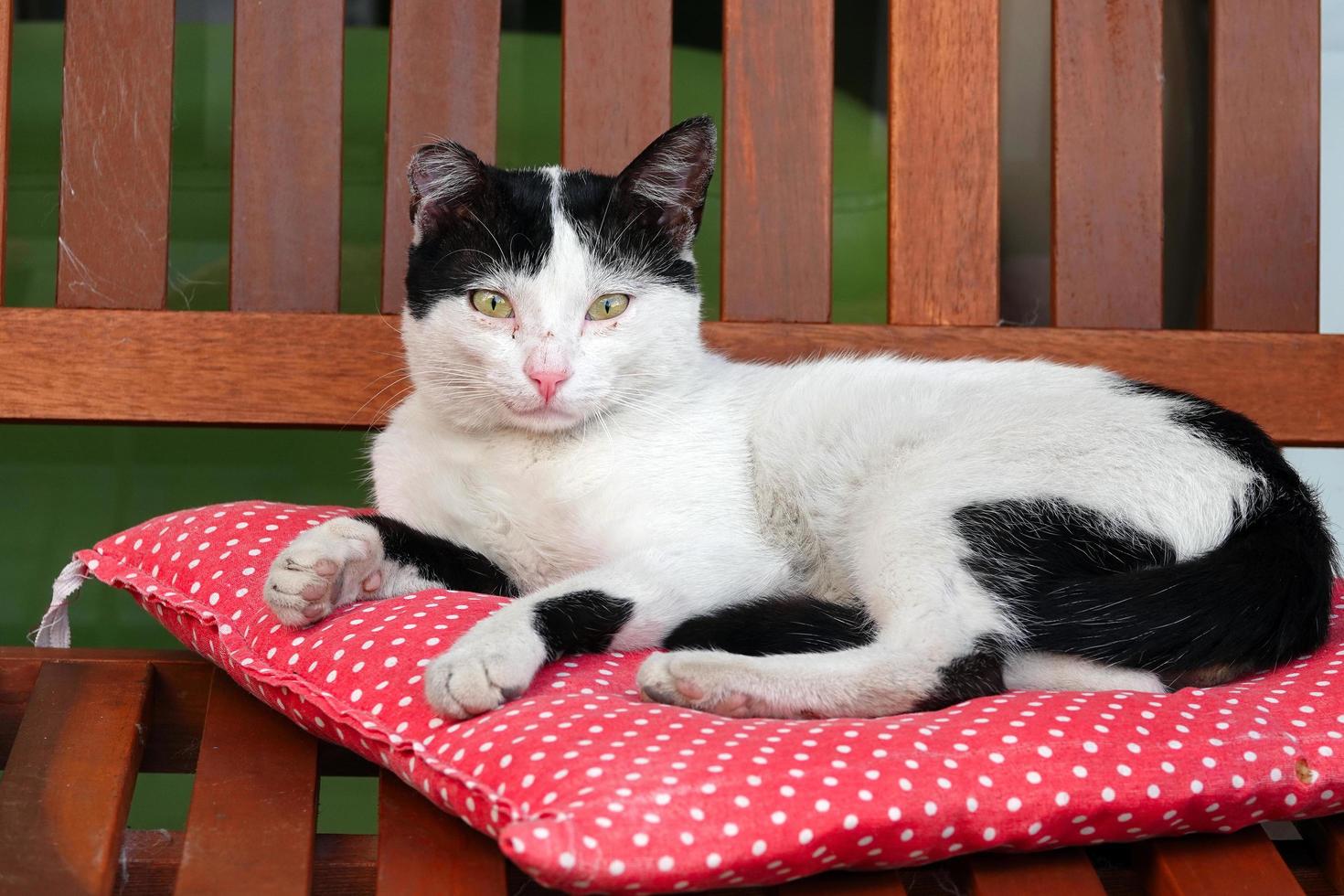 The Cat is Relaxing on a Red Pillow photo