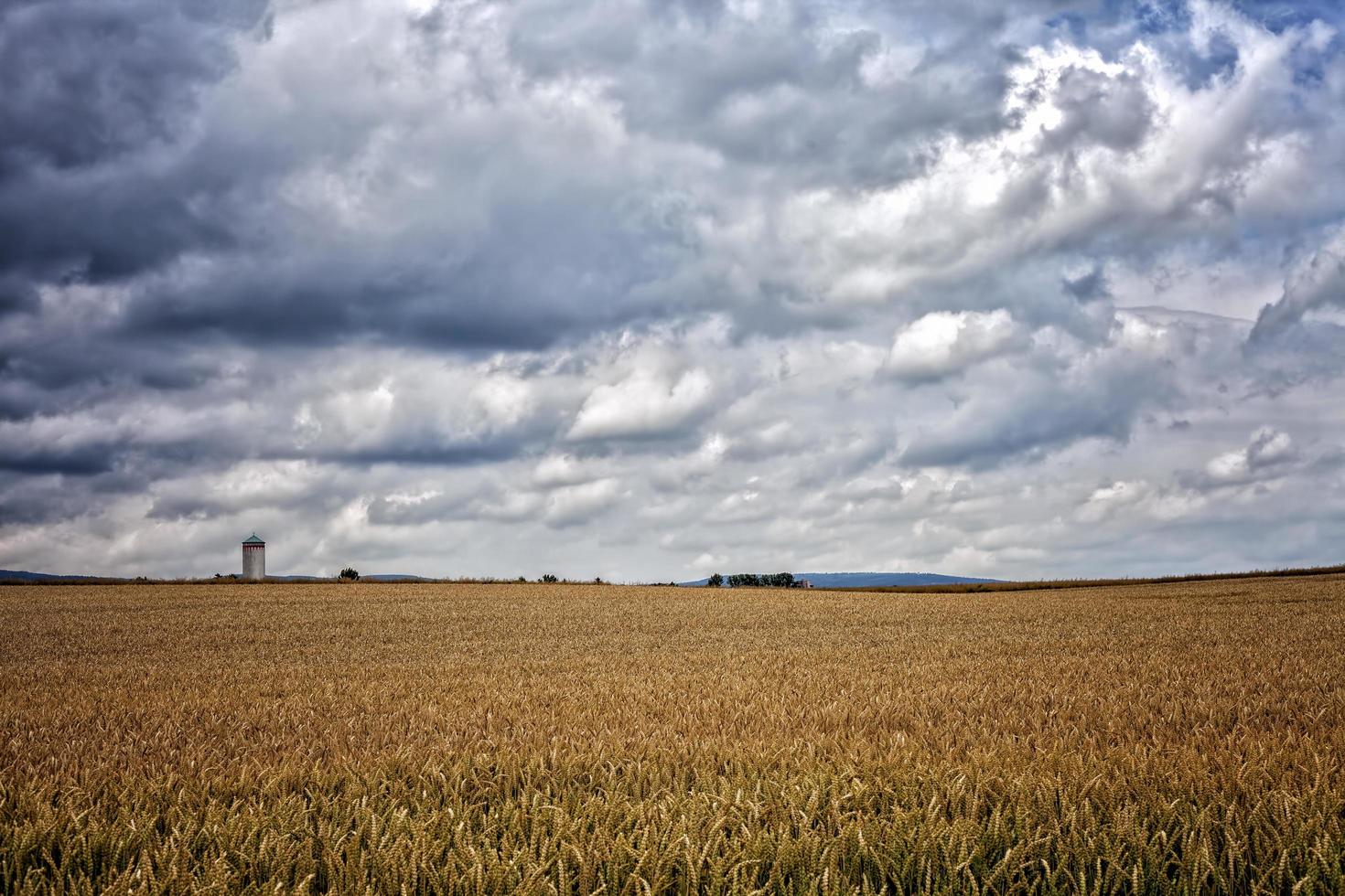 campo de espigas de plantas agrícolas en la naturaleza foto