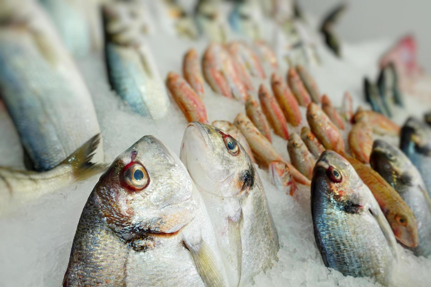 Comida para peces en un puesto de mercado de pescado. foto