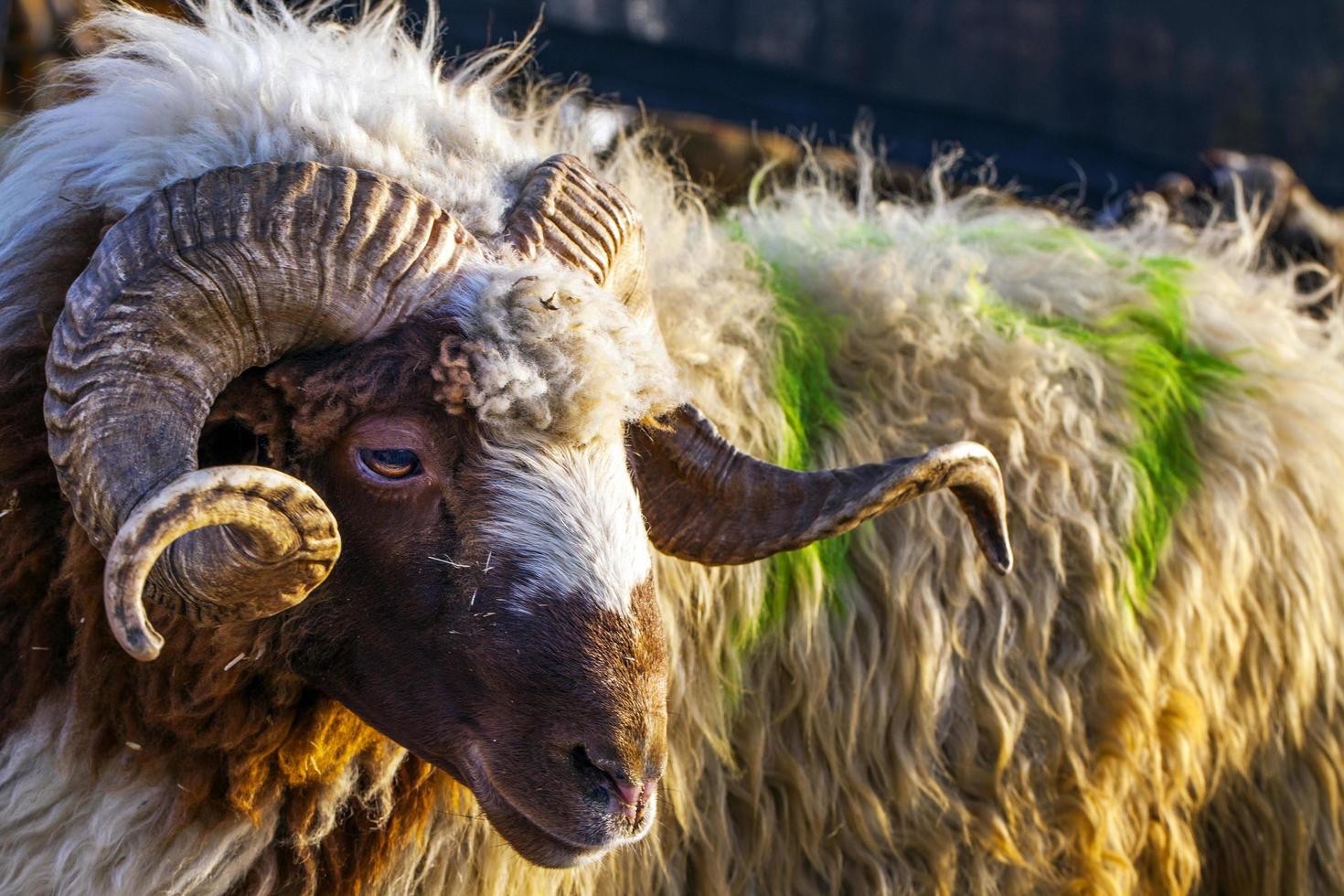 una granja de mamíferos animales ovejas en busca foto