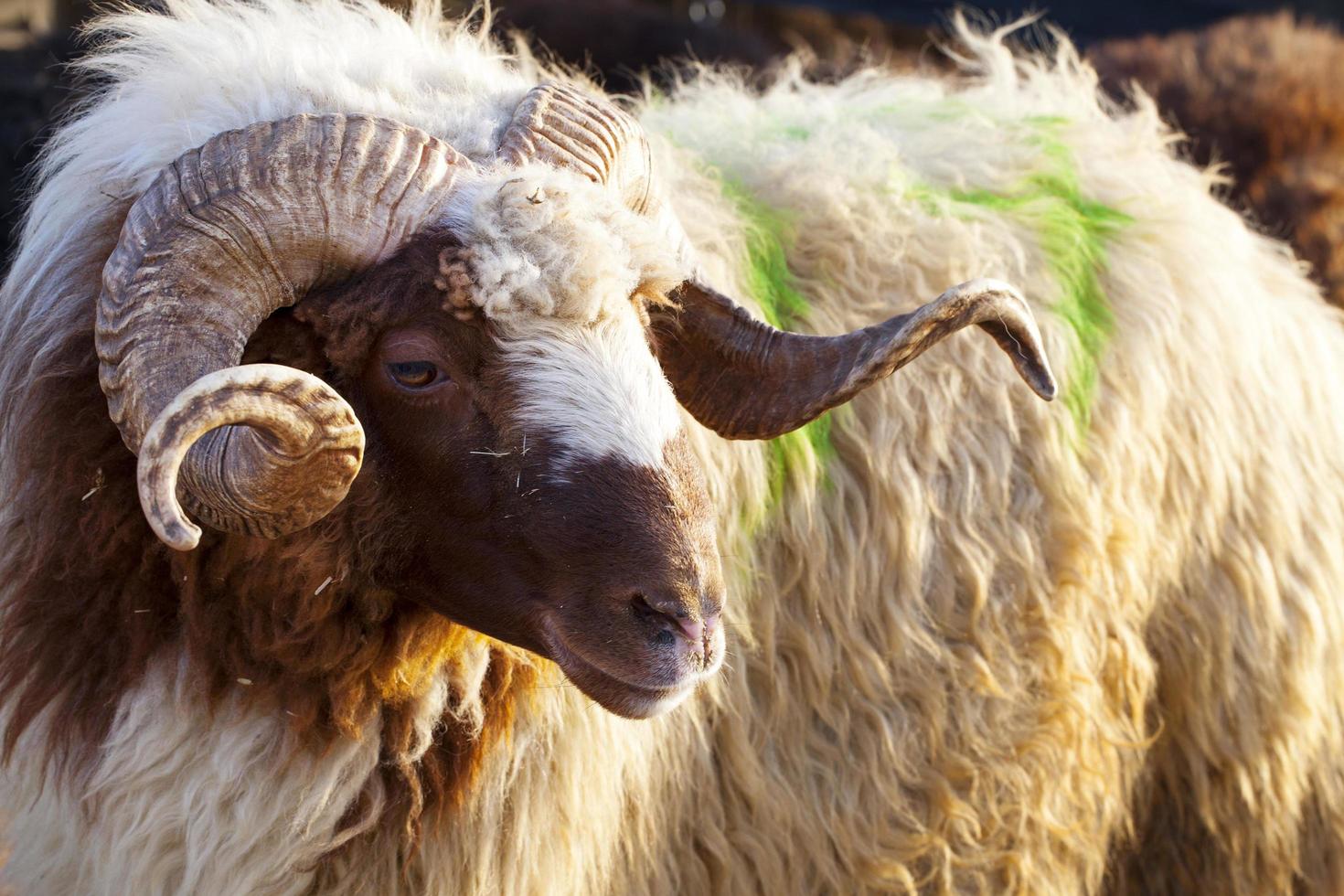 una granja de mamíferos animales ovejas en busca foto
