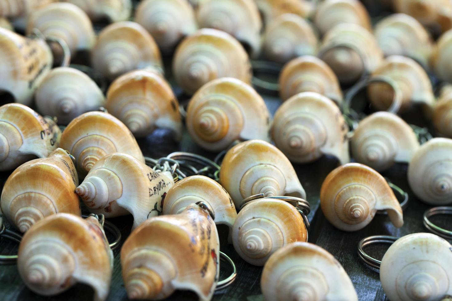 pescado seco de animales marinos y conchas marinas foto