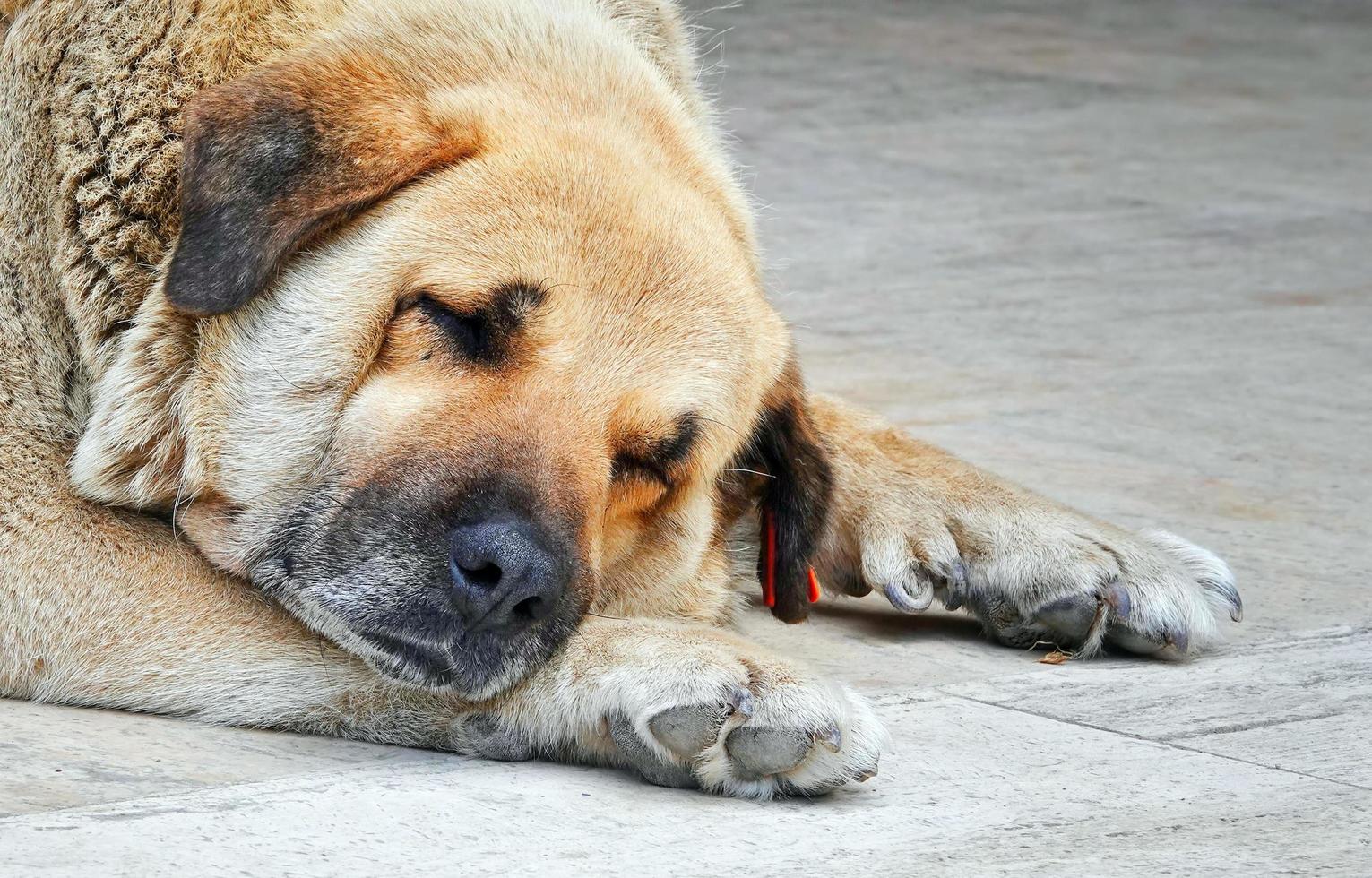 perro de cara gorda está durmiendo foto