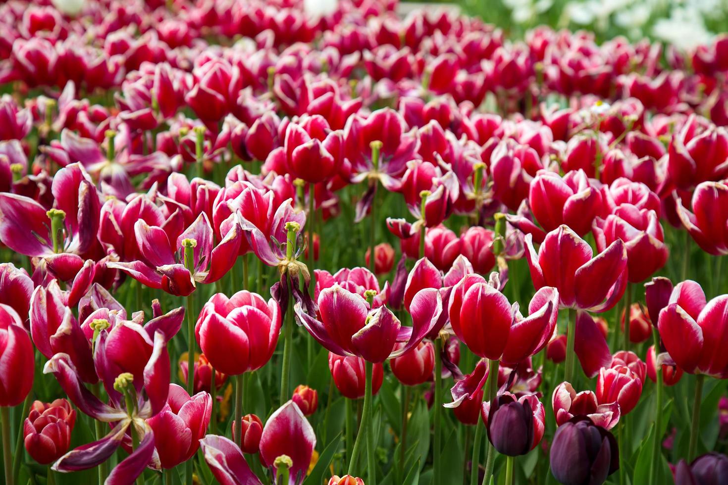 flor de primavera floral tulipanes de colores foto