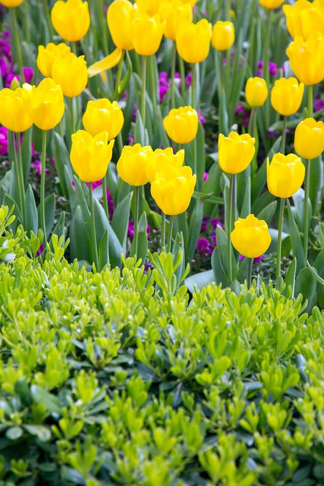 Floral Spring Flower Colorful Tulips photo