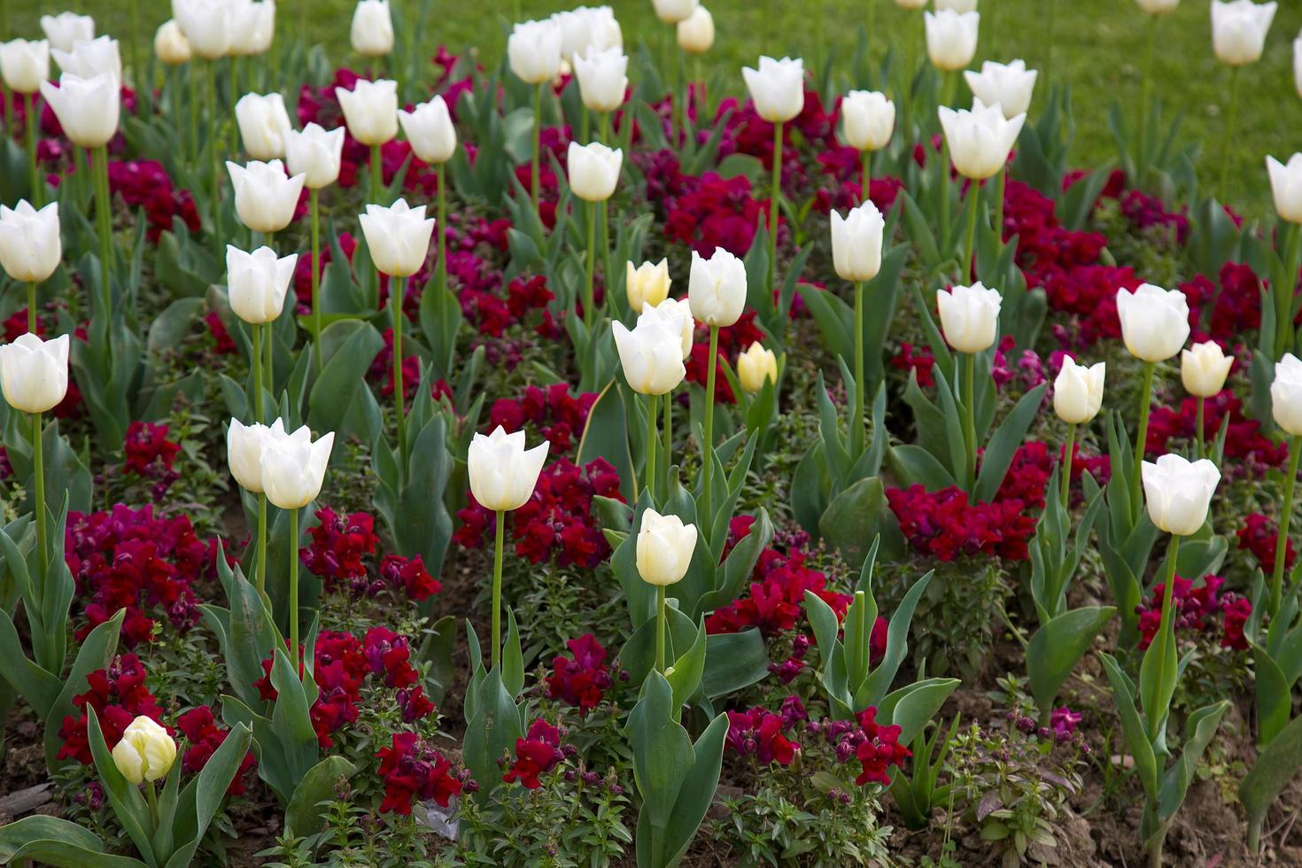 flor de primavera floral tulipanes de colores foto