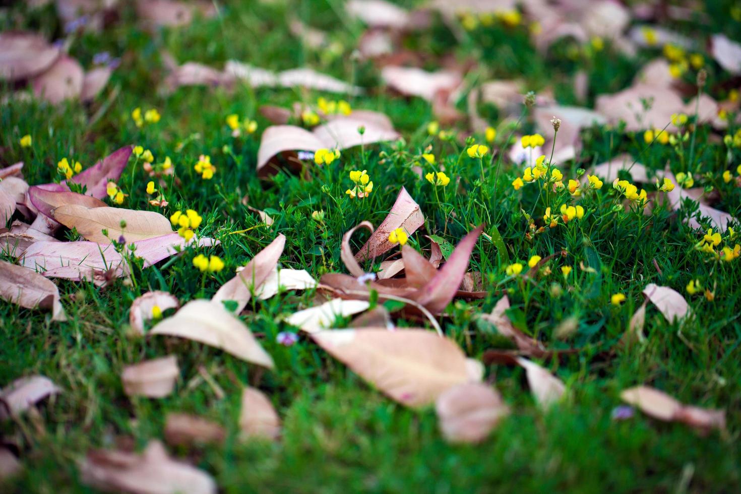 otoño otoño hojas secas concepto de flora estacional foto