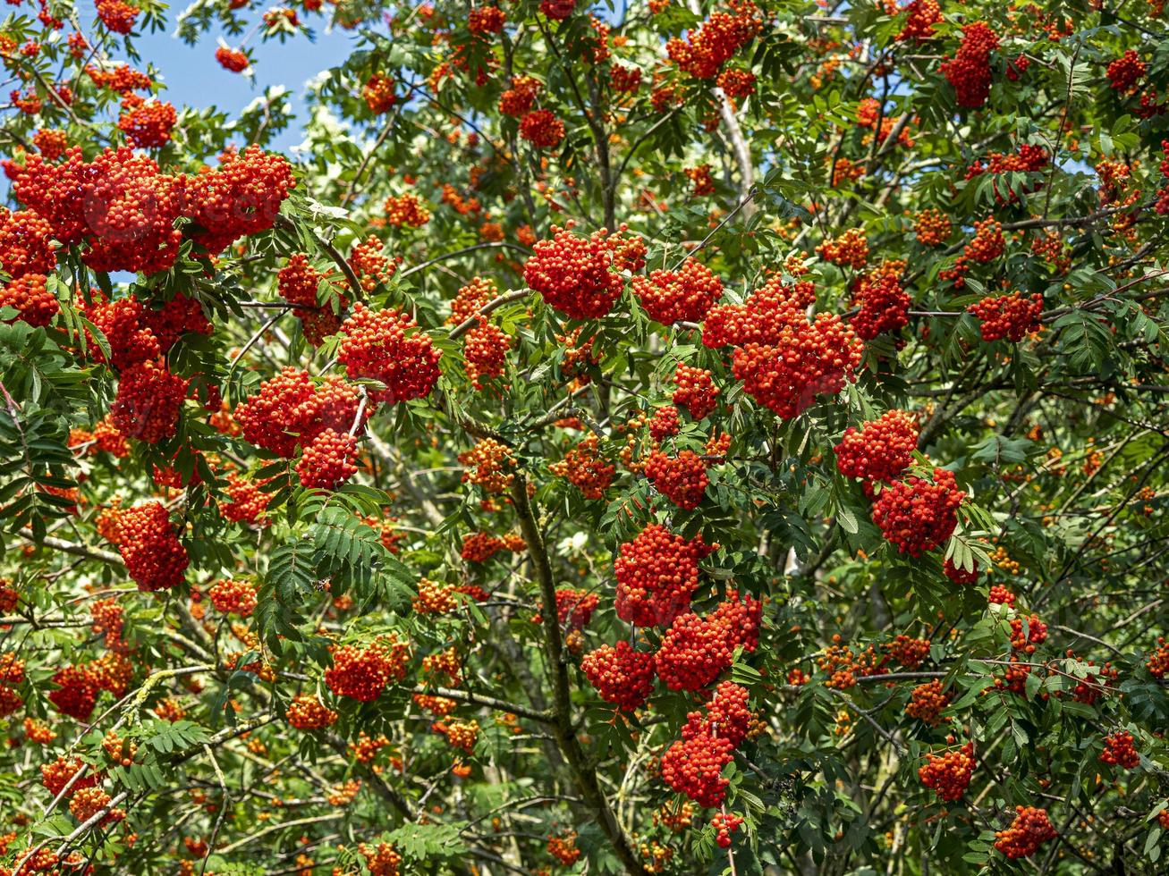 abundantes frutos rojos en un árbol de serbal foto