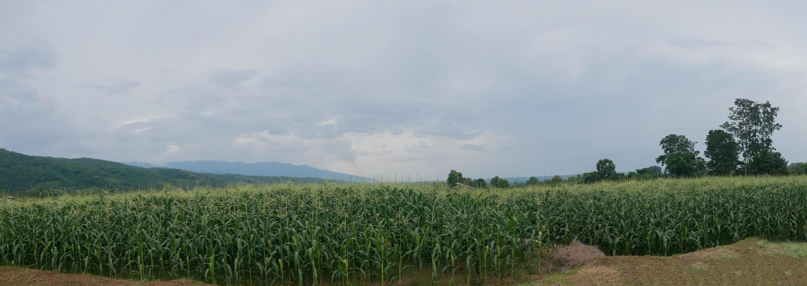 Panorama de los campos de maíz hermosa vista natural temporada de lluvias foto