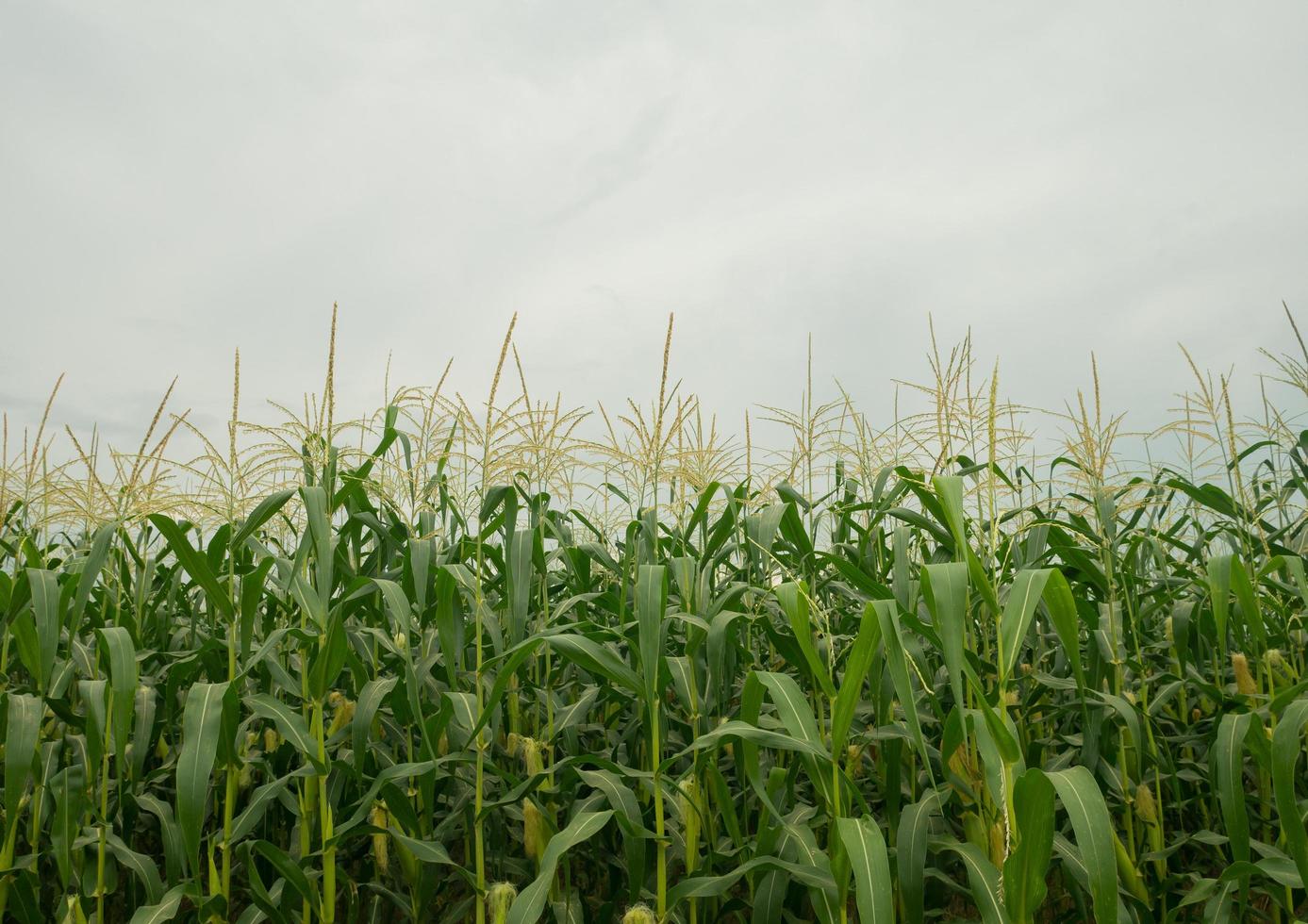 Corn fields beautiful natural view rainy season photo