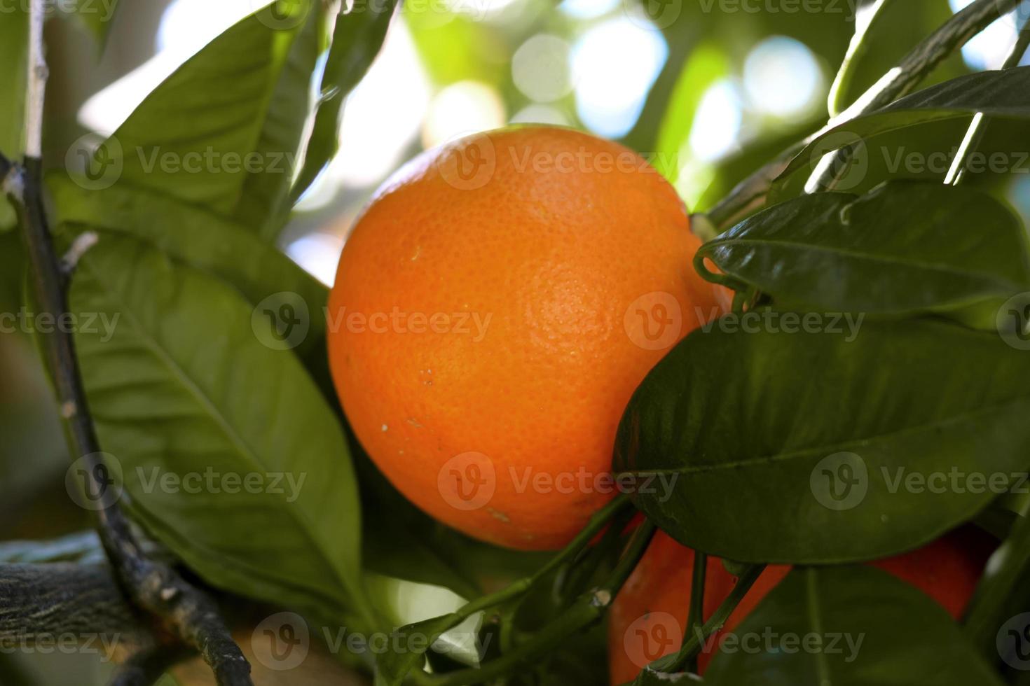 naranja en el huerto. naranja madura en un árbol. foto