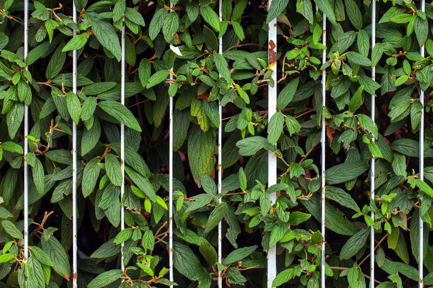 Abstract Architecture Design of Iron Fences photo