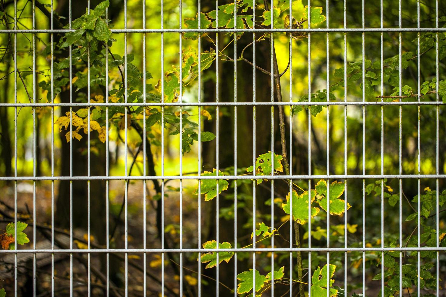 Abstract Architecture Design of Iron Fences photo