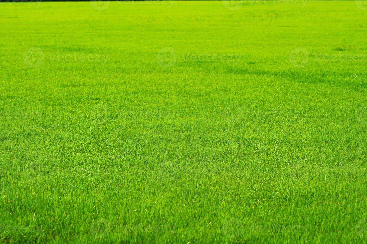 Nature green grass in field background photo