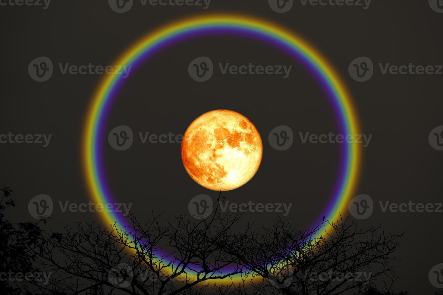 Harvest blood moon halo over top trees in the night sky photo