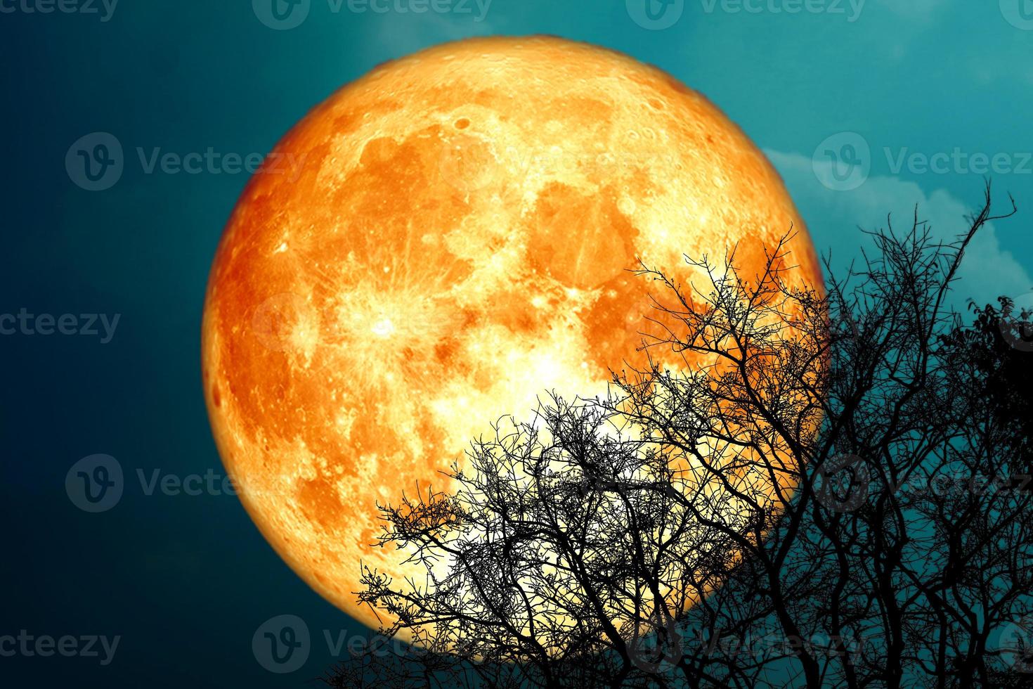 luna llena de sangre de dólar y árbol de silueta en el cielo nocturno foto