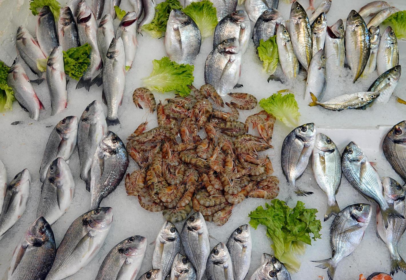 Perca cupra dorada y camarones pescado crudo comida sobre hielo foto