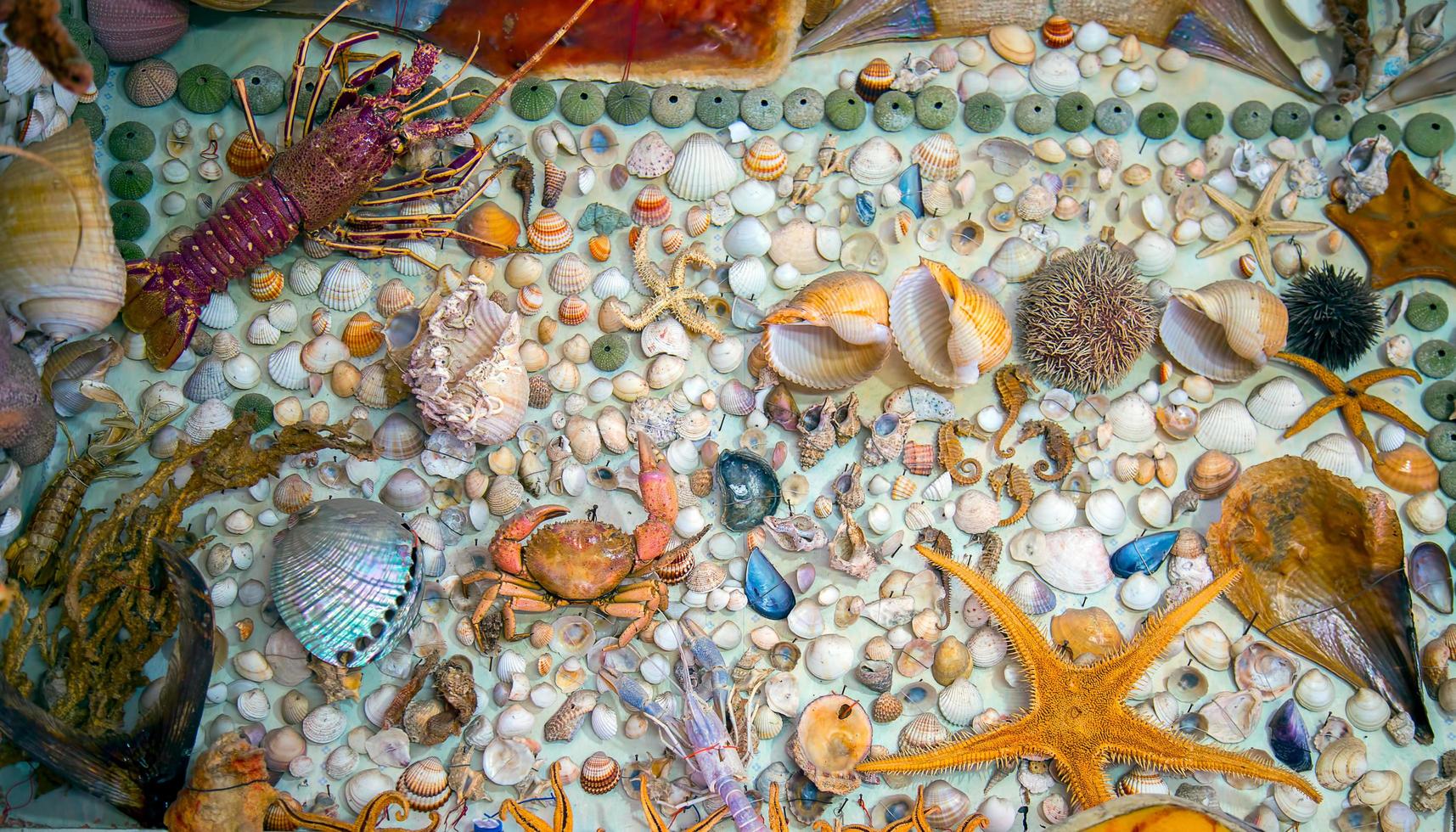 Sea Animal Dried Fish and Seashell photo