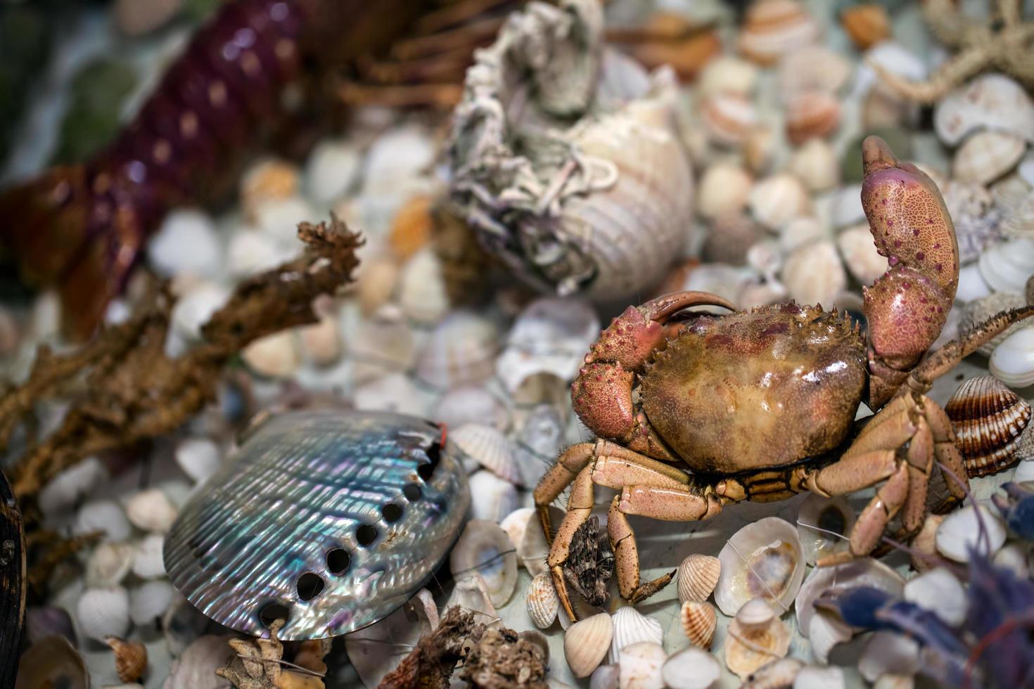 pescado seco de animales marinos y conchas marinas foto