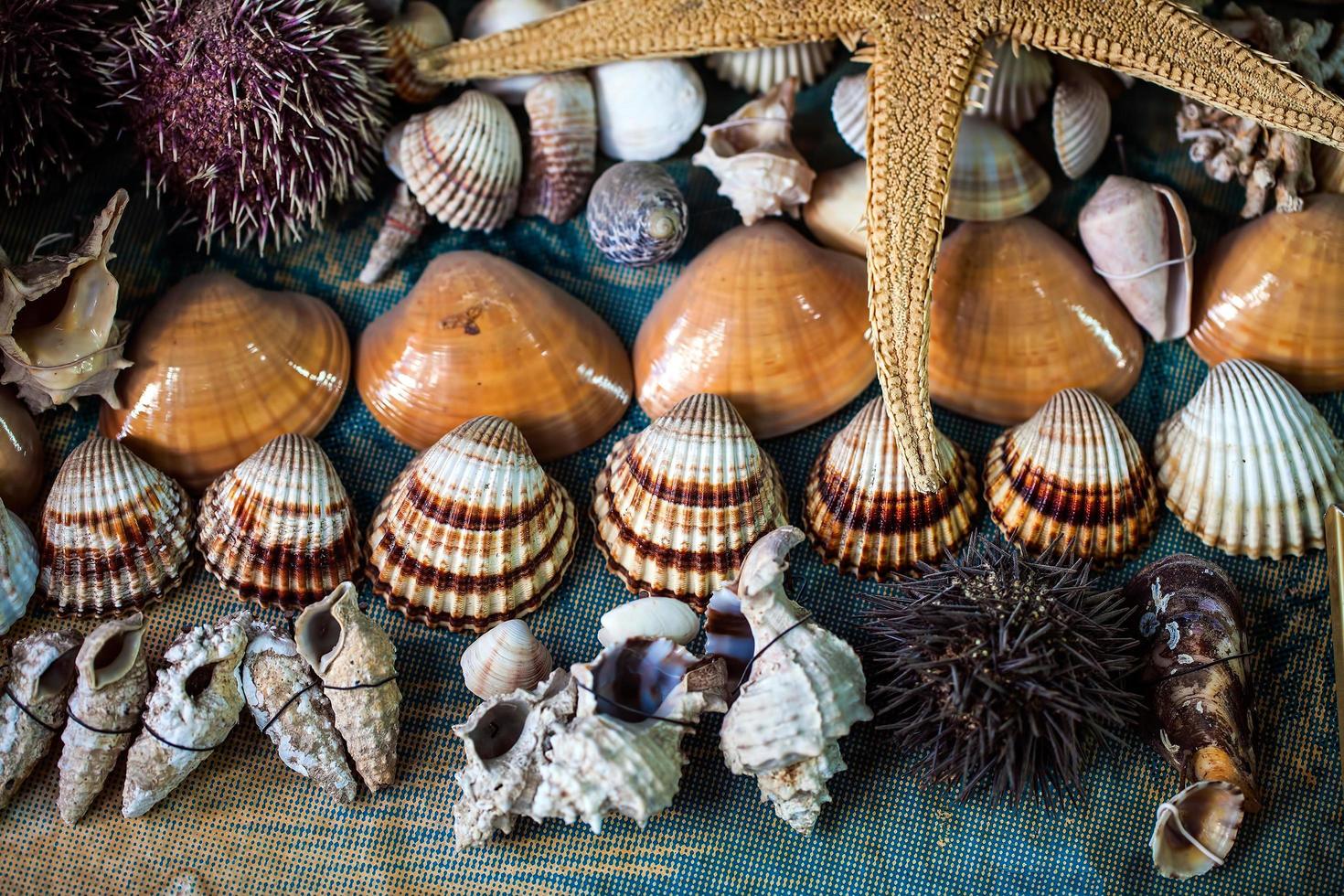 pescado seco de animales marinos y conchas marinas foto