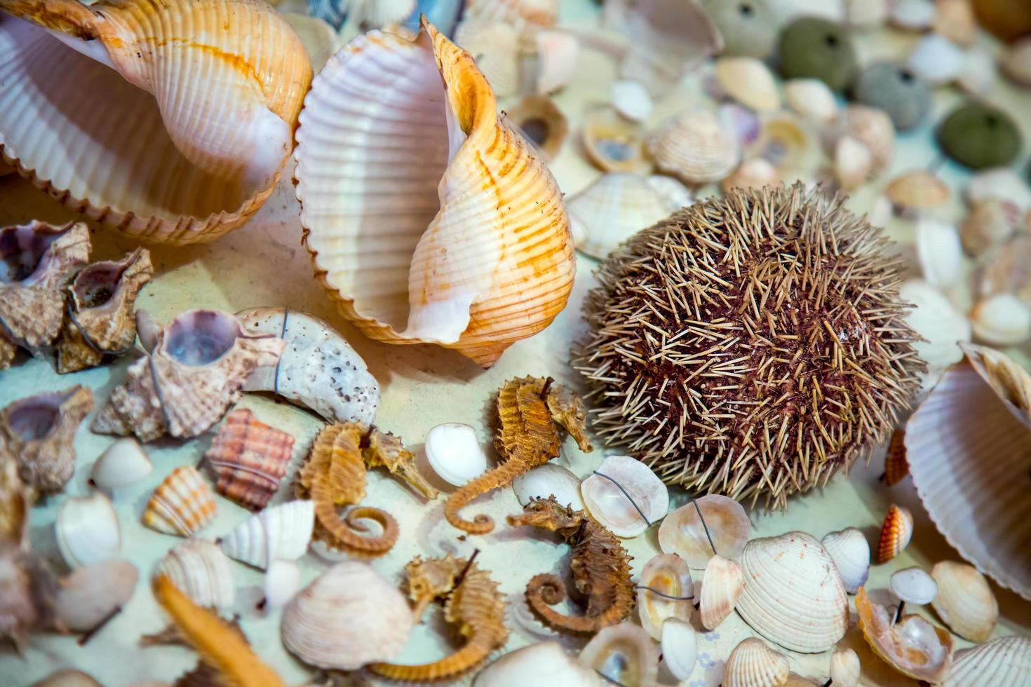 pescado seco de animales marinos y conchas marinas foto