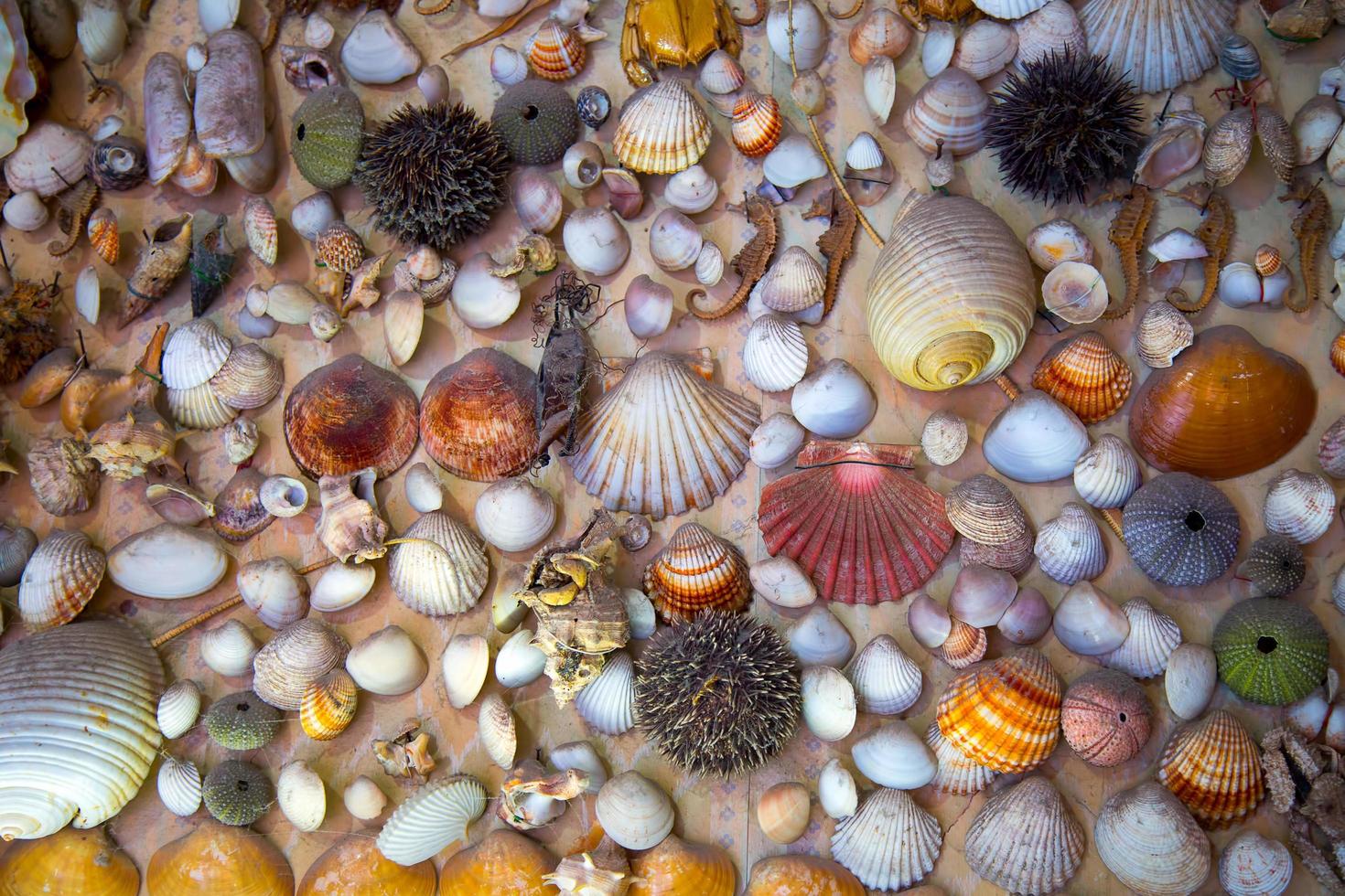 Sea Animal Dried Fish and Seashell photo