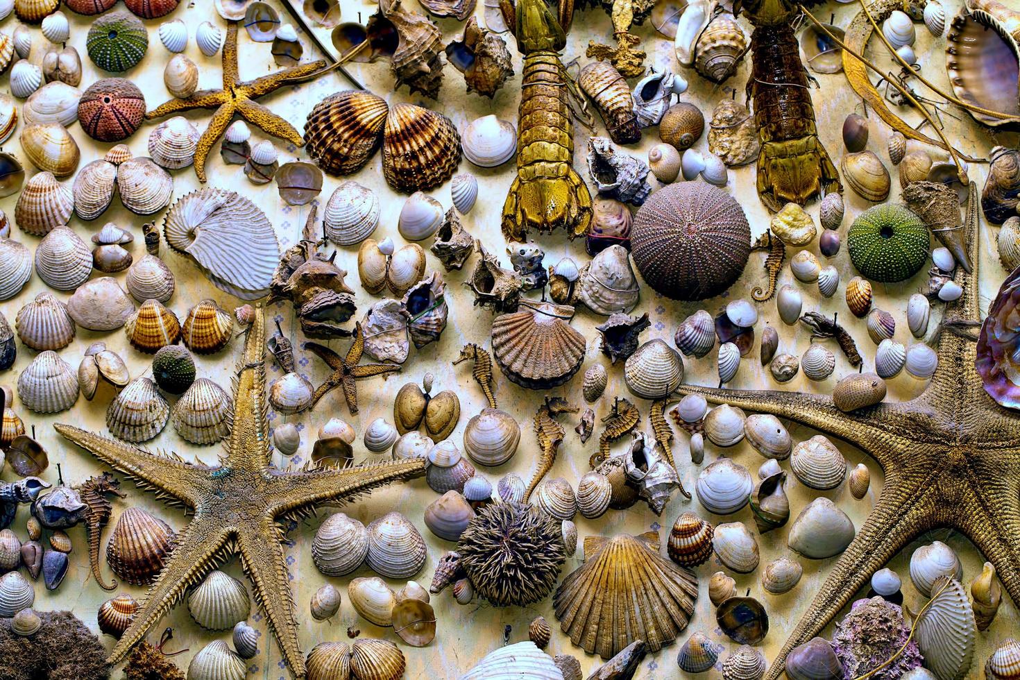 pescado seco de animales marinos y conchas marinas foto