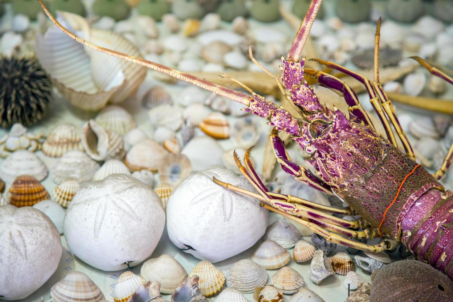 Sea Animal Dried Fish and Seashell photo