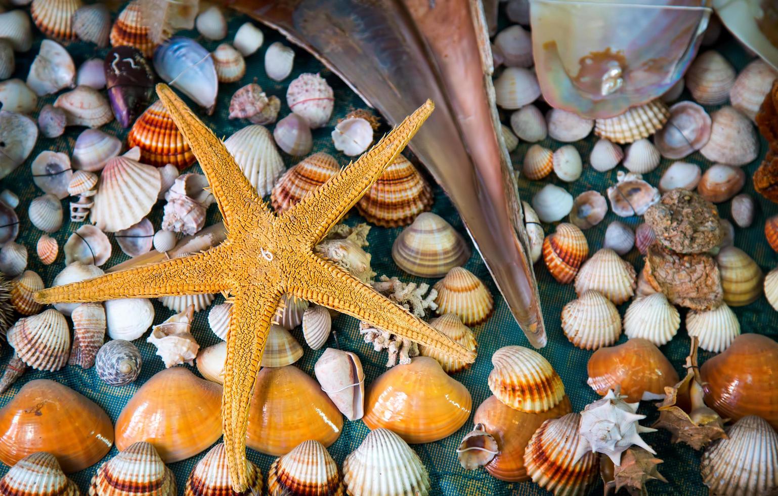 Sea Animal Dried Fish and Seashell photo