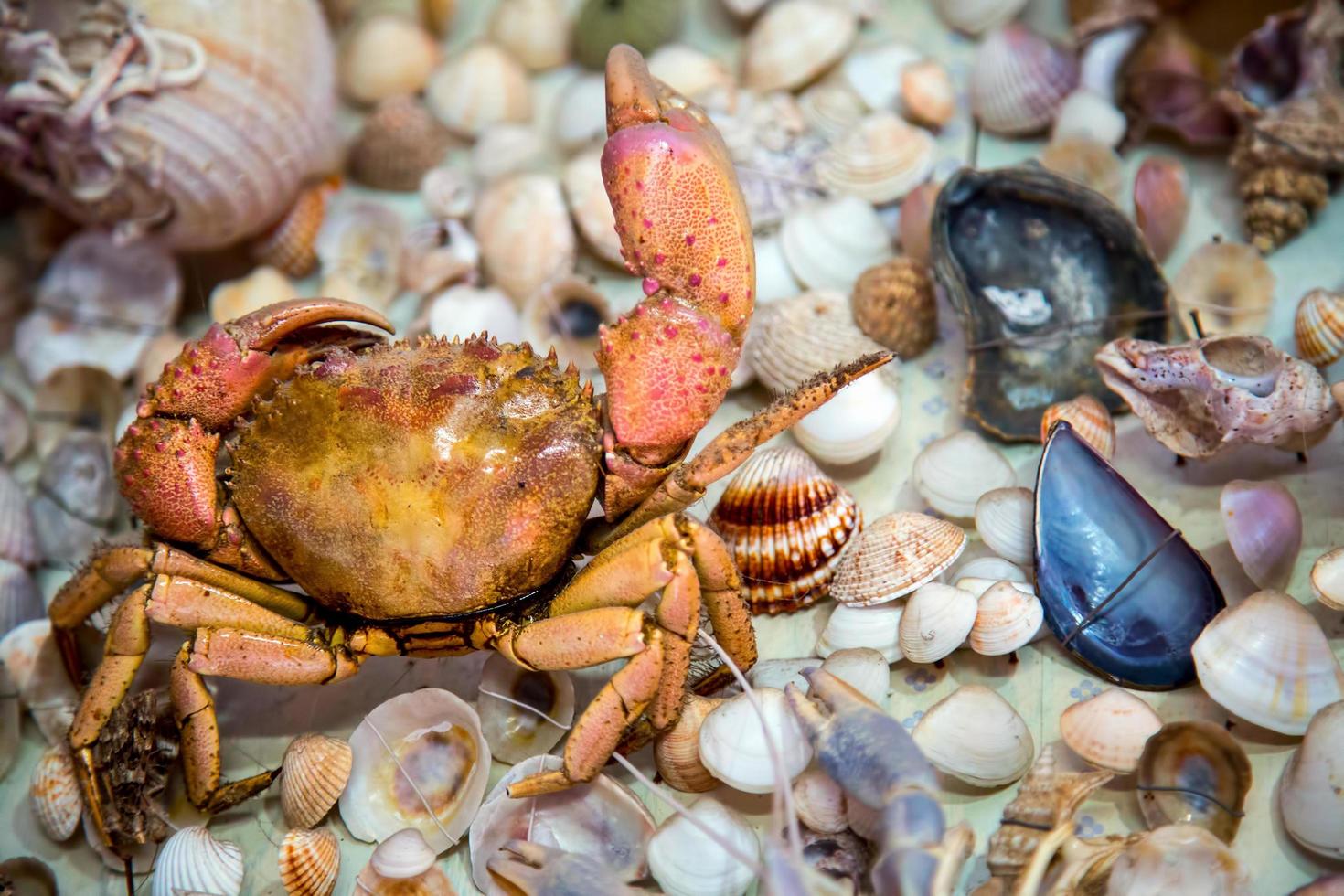 Sea Animal Dried Fish and Seashell photo